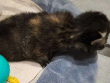 Chaton femelle Sibérien Brown Tortie à vendre LOOF d'avril 2026