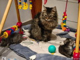 Chaton femelle Sibérien Brown Tortie à vendre LOOF d'avril 2026