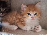 Chaton Sibérien mâle red mackerel tabby et blanc LOOF à vendre