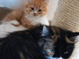 Chaton Sibérien mâle red mackerel tabby et blanc LOOF à vendre