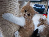 Chaton Sibérien mâle red mackerel tabby et blanc LOOF à vendre