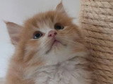 Chaton Sibérien mâle red mackerel tabby et blanc LOOF à vendre