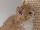 Chaton Sibérien mâle red mackerel tabby et blanc LOOF à vendre