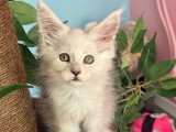 Chaton femelle Maine Coon black shaded de mars 2026 LOOF en vente