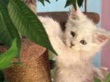 Chaton femelle Maine Coon black shaded de mars 2026 LOOF en vente