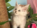 Chaton femelle Maine Coon black shaded de mars 2026 LOOF en vente