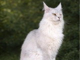 Chaton femelle Maine Coon black shaded de mars 2026 LOOF en vente