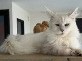 Chaton femelle Maine Coon black shaded de mars 2026 LOOF en vente