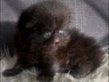 Chaton Persan mâle à réserver LOOF né en avril 2026