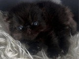 Chaton Persan mâle à réserver LOOF né en avril 2026