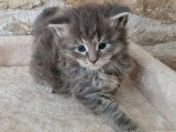 5 chatons Maine Coon non LOOF d'avril 2026 à réserver