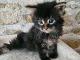 5 chatons Maine Coon non LOOF d'avril 2026 à réserver