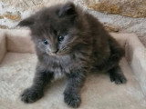 5 chatons Maine Coon non LOOF d'avril 2026 à réserver