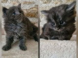 5 chatons Maine Coon non LOOF d'avril 2026 à réserver