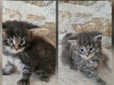 5 chatons Maine Coon non LOOF d'avril 2026 à réserver