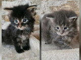 5 chatons Maine Coon non LOOF d'avril 2026 à réserver