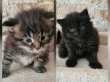 5 chatons Maine Coon non LOOF d'avril 2026 à réserver
