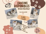 Adorables chatons British Golden à vendre