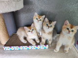Adorables chatons British Golden à vendre