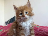 Chatons Maine Coon à vendre