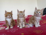 Chatons Maine Coon à vendre