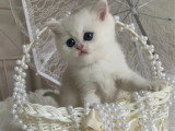 Chaton femelle British Shorthair LOOF d'avril 2026 à réserver