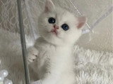 Chaton femelle British Shorthair LOOF d'avril 2026 à réserver