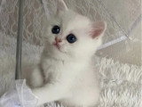 Chaton femelle British Shorthair LOOF d'avril 2026 à réserver