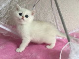 Chaton femelle British Shorthair LOOF d'avril 2026 à réserver