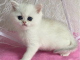 Chaton femelle British Shorthair LOOF d'avril 2026 à réserver