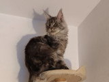 Chatte Maine Coon LOOF black silver tabby à vendre