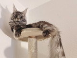 Chatte Maine Coon LOOF black silver tabby à vendre