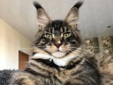 Chatte Maine Coon brown tabby blanc LOOF stérilisée à adopter