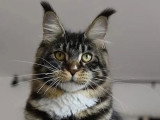 Chatte Maine Coon brown tabby blanc LOOF stérilisée à adopter