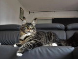 Chatte Maine Coon brown tabby blanc LOOF stérilisée à adopter