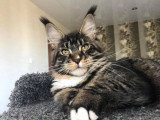 Chatte Maine Coon brown tabby blanc LOOF stérilisée à adopter