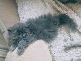 Chatons Persan bleus LOOF à vendre