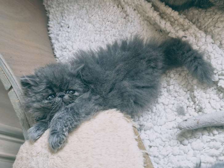 Chatons Persan bleus LOOF à vendre