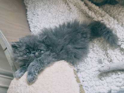 Chatons Persan bleus LOOF à vendre