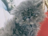 Chatons Persan bleus LOOF à vendre
