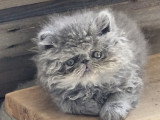 Chatons Persan bleus LOOF à vendre