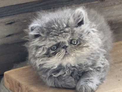 Chatons Persan bleus LOOF à vendre