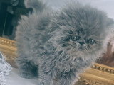 Chatons Persan bleus LOOF à vendre