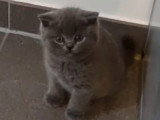 3 chatons British Shorthair à vendre