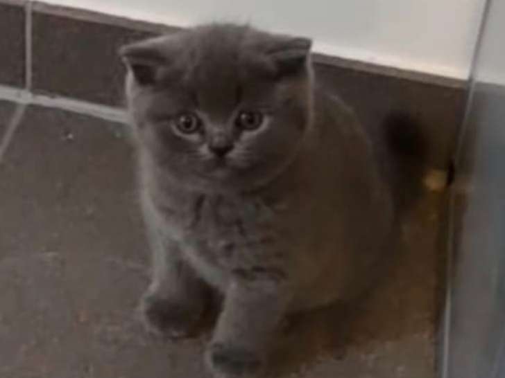 3 chatons British Shorthair à vendre