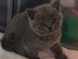 3 chatons British Shorthair à vendre