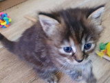 Atea, jolie chatonne à adopter en association