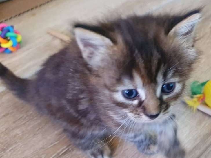 Atea, jolie chatonne à adopter en association