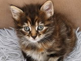 Atea, jolie chatonne à adopter en association