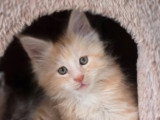 Chaton Maine Coon mâle red silver d'avril 2026 LOOF à vendre
